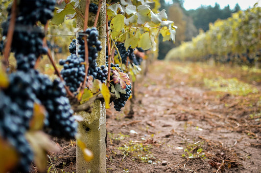 Managing Difficult Vintages: How Wineries Recover Structure When the Harvest Works Against You